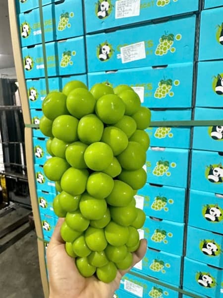 Nho sữa Gấu Trúc 4