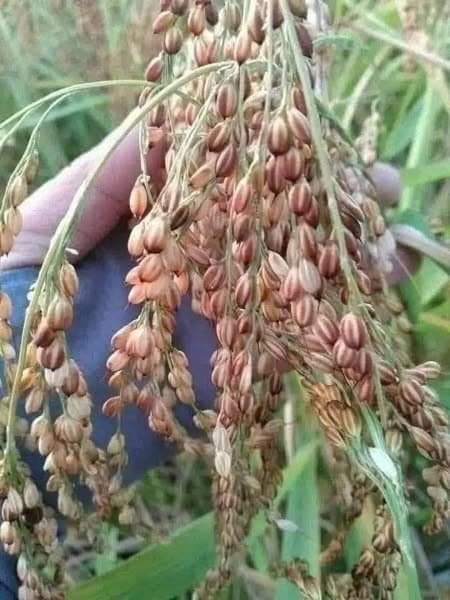 Gạo nếp nương Tan Lào 1kg 3