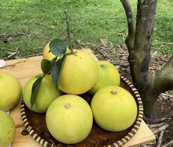 Bưởi Phúc Trạch Hà Tĩnh size 600g - 800g 2