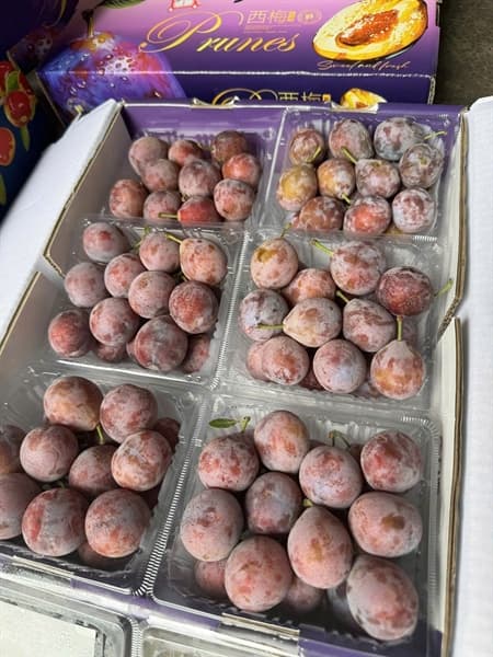 Mận đường nhót Prunes 2