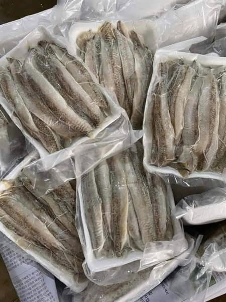 Cá mối phi lê 1 nắng 4