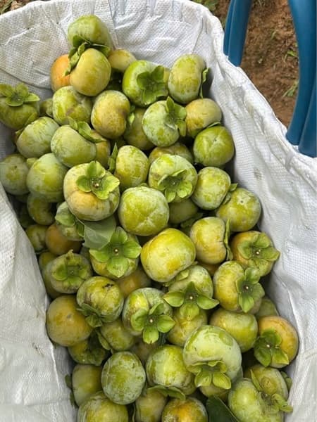 Hồng giòn chín nên Đà Lạt 2