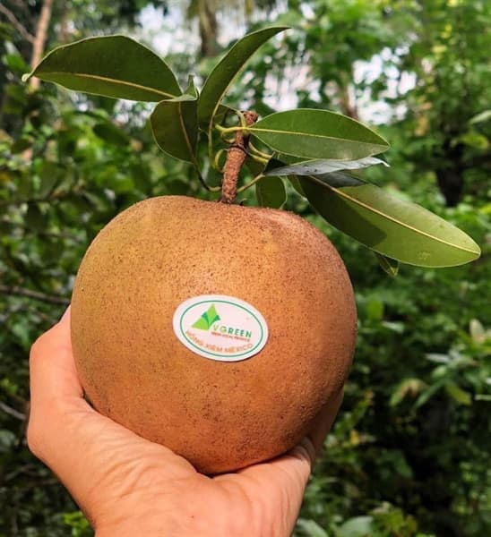 Hồng xiêm Mexico 3