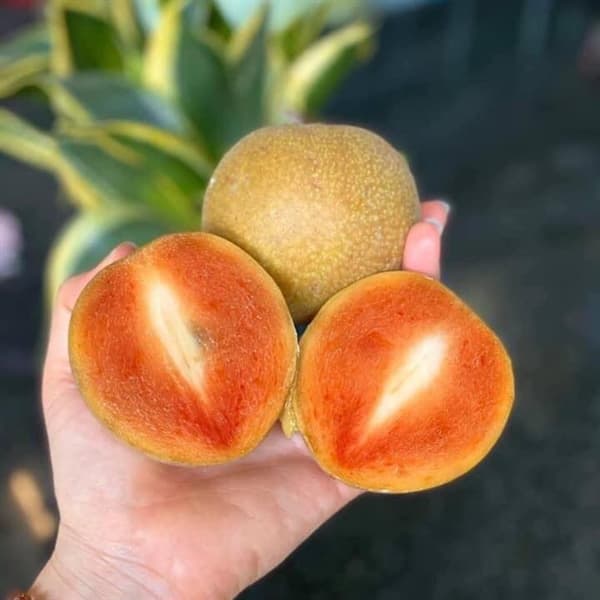 Hồng xiêm Mexico 2