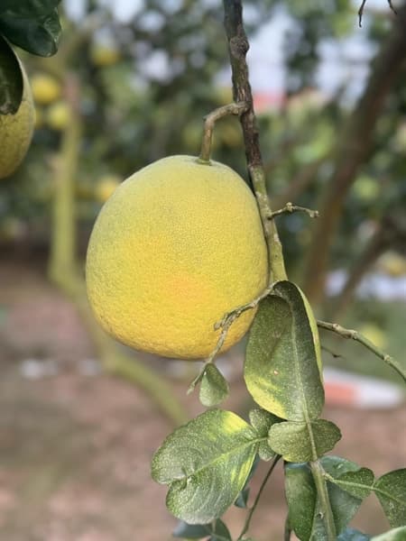 Bưởi Tam Vân Phúc Thọ 1-1.2kg ( bưởi diễn giống mới) 3