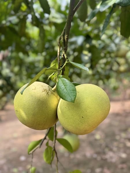 Bưởi Tam Vân Phúc Thọ 1-1.2kg ( bưởi diễn giống mới) 2