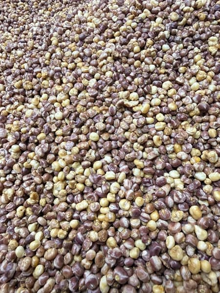 Ngô Nếp Tím Rang Củi Không Cay 500g 2