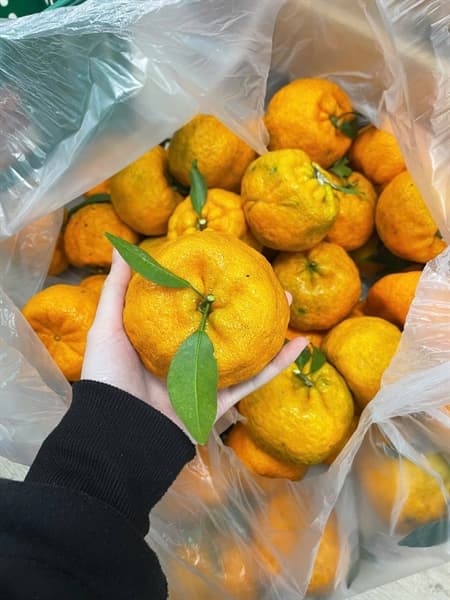 Quýt Sen Mường Khương loại Vip