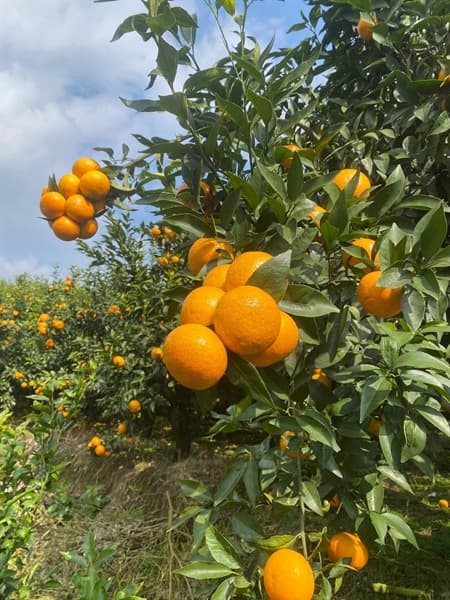 Quýt Sim Mường Khương loại Vip