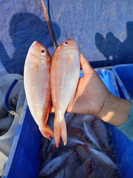 Cá đổng làm sạch 2