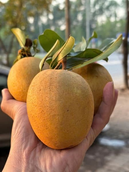 Hồng xiêm Tiền Giang 4