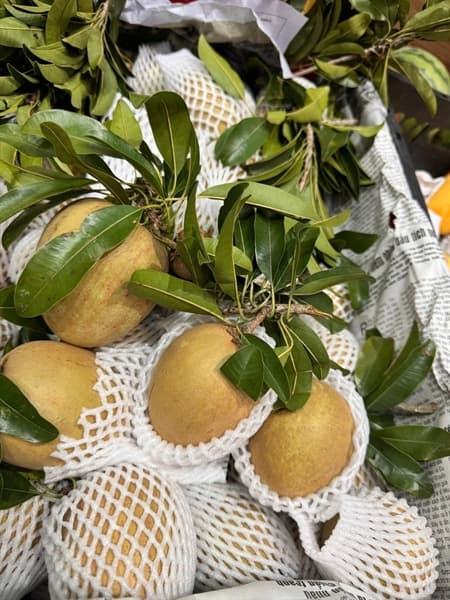 Hồng xiêm Tiền Giang 2