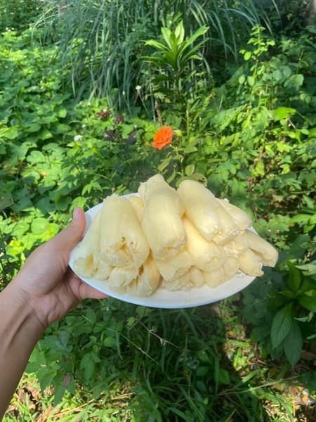 Sắn nếp nương Điện Biên 4