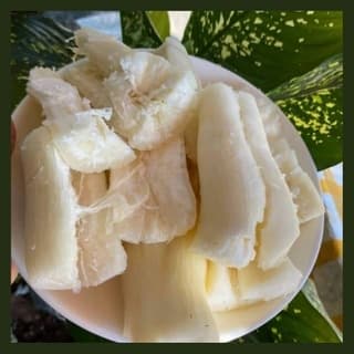 Sắn nếp nương Điện Biên 3