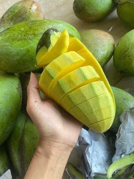 Xoài Đài Loan Sơn La 3