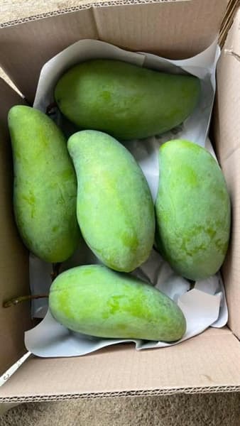 Xoài Đài Loan Sơn La 2