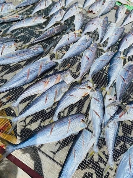 Cá thu non phơi héo 3