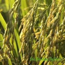 Gạo lứt Séng Cù Điện Biên 3