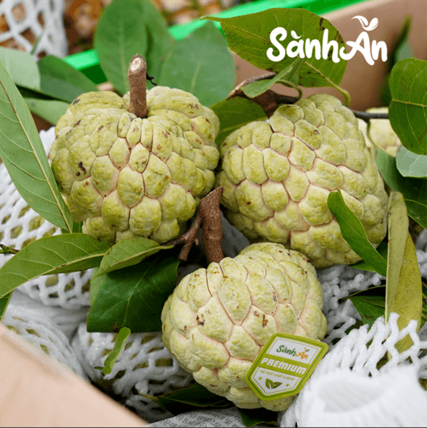 Na Chi Lăng Lạng Sơn Vip (size 3-4) 3