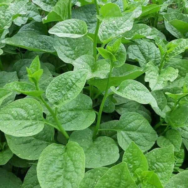 Mồng tơi (mớ) 3