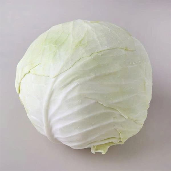 Bắp cải trắng