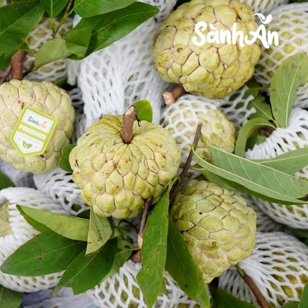 Na Chi Lăng Lạng Sơn (size 5-6-7) 4