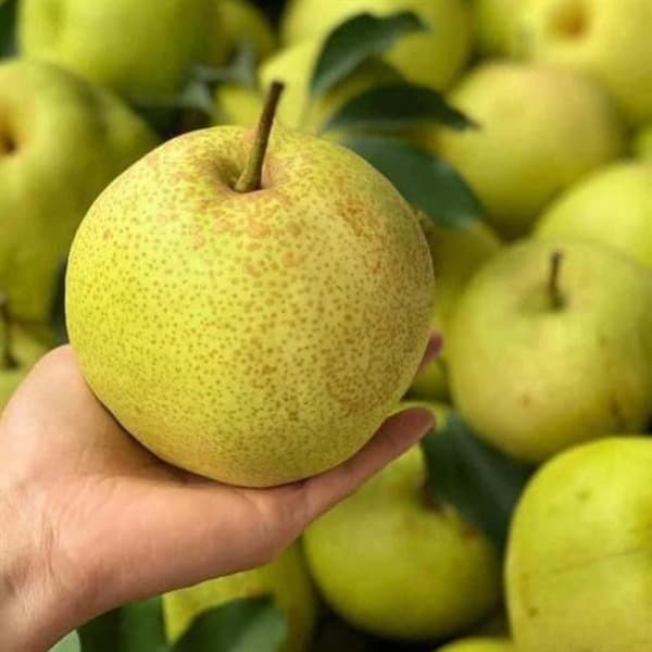 Lê đường xanh Hà Giang 3