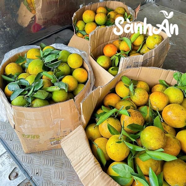 Thùng cam Cao Phong Hòa Bình 5Kg biếu tặng 4