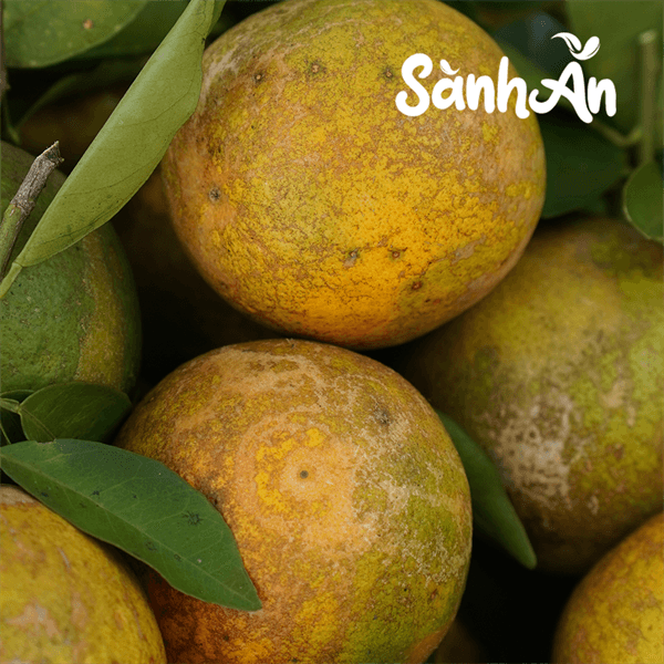 Thùng cam Cao Phong Hòa Bình 5Kg biếu tặng 5