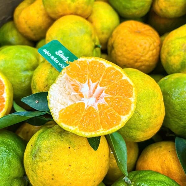 Quýt Sen Mường Khương