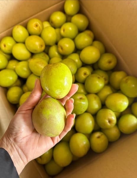 Táo Mật Đài Bắc Giang VIP