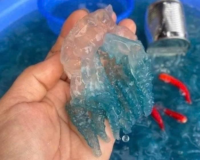 Nuốc chân Huế 2