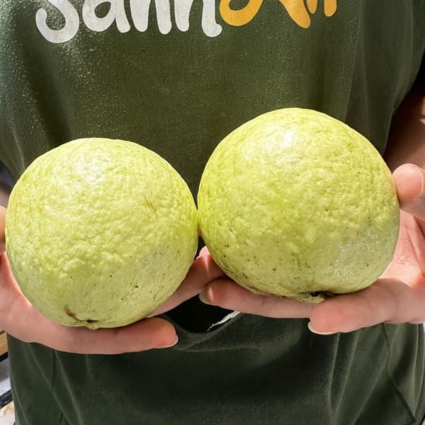 Ổi đồi Nghệ An 4