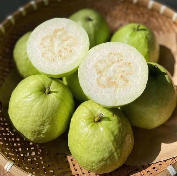 Ổi đồi Nghệ An 2