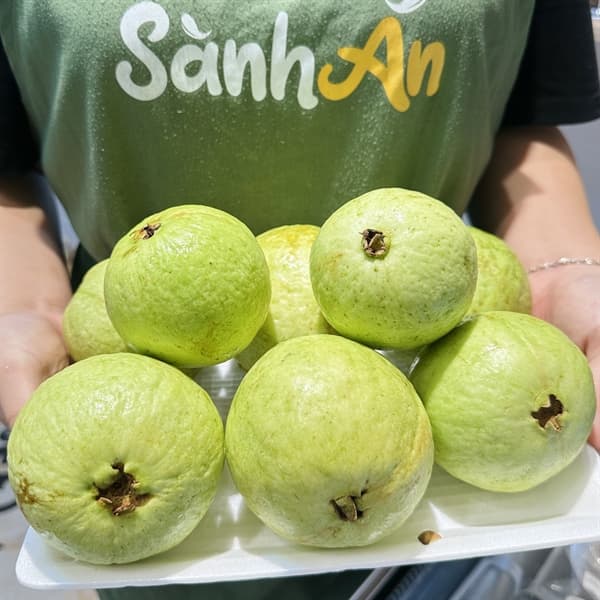 Ổi đồi Nghệ An 3