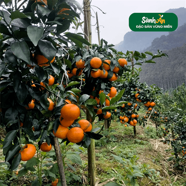 Quýt Sim Mường Khương 3